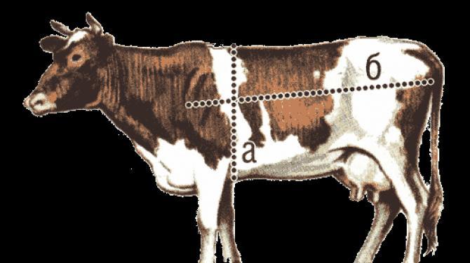 Бонитировка КРС: зачем и как проводится Методика оценка рыночной стоимости крупного рогатого скота